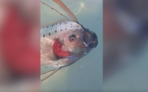 Двухметровую «рыбу Судного дня» сняли на видео у берегов Мексики