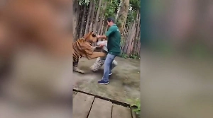 «Обнял — и всё пошло не так»: Турист попытался сделать селфи с тигром и чуть не стал обедом