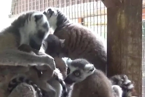 В Бахчисарайском парке миниатюр в Крыму бэби-бум редких животных и птиц