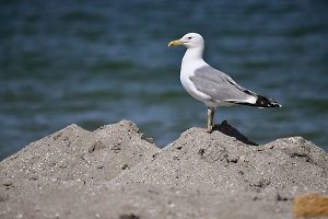 Песков: Безопасность в Чёрном море будет частью договорённостей по Украине