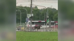 В Петербурге сняли на видео огромного лося, который скачет по дворам многоэтажек