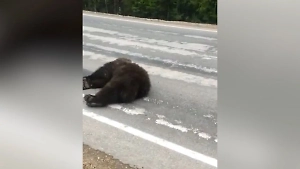 Лежавший в луже крови медведь «воскрес» на трассе в Якутии и жутко напугал водителей