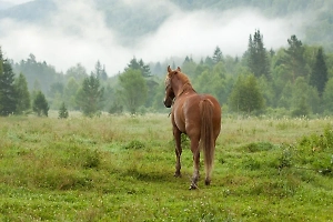 В Хабаровске конь-беглец стал виновником аварии