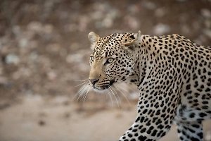 В Индии леопард вырвал из рук матери четырёхлетнего мальчика и загрыз его