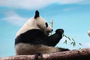 Сильная и независимая: В Московском зоопарке показали, как панда Катюша адаптируется к жизни без мамы