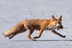 Самолёт из Хабаровска не смог сесть в Южно-Сахалинске из-за лисы на полосе
