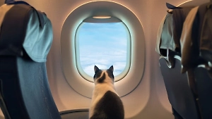 В пермском аэропорту отменили десять рейсов в Москву и Сочи