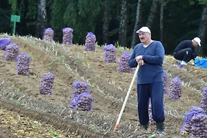 «Месяц выдержим»: Лукашенко объяснил ситуацию с дефицитом картофеля в белорусских магазинах