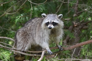 В Керчи дикий енот напал на женщину, эпичная схватка попала на видео