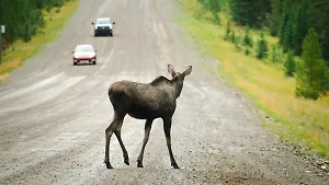 17-летняя девушка не пережила лобовое столкновение с лосем на трассе под Челябинском