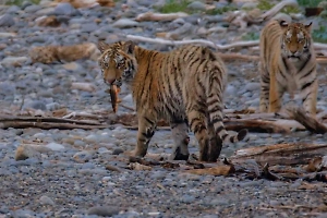 Необычный рацион: Молодые тигры в Сихотэ-Алинском заповеднике полакомились рыбкой
