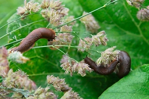 Наглые испанцы: Биолог рассказал, как спасти огород от нашествия заморских слизней