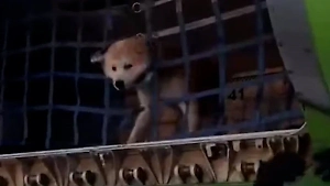 Собака прогрызла клетку и выбралась в багажный отсек самолёта Москва – Чита