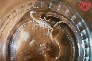 Токсичный скорпион ужалил москвичку во время уборки в офисе