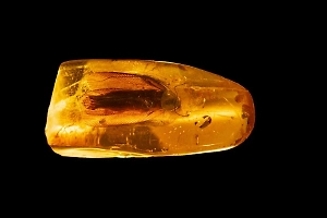 Таракана возрастом 40 млн лет, запертого в янтаре, обнаружили под Калининградом