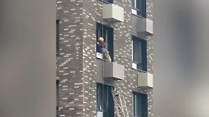 В Южно-Сахалинске спасли собаку, выпавшую из окна и застрявшую на кондиционере