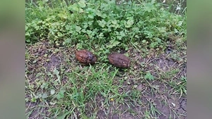 Необычный улов: Мужчина нашёл гранаты в реке и скрылся с пятью