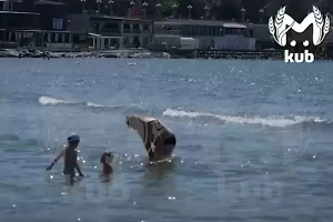 «Не позеленели!» Россияне наплевали на запрет и заполонили токсичные пляжи Чёрного моря