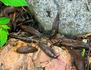 Наглые испанские слизни превратили родник в Подмосковье в рассадник инфекций