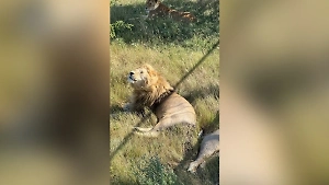 Появилось видео нападения льва на директора «Тайгана» Зубкова