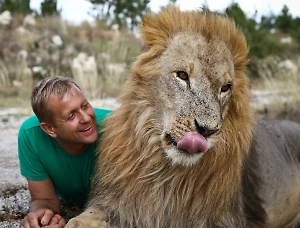 Льва, который напал на директора сафари-парка «Тайган», не будут усыплять
