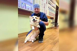 В Москве спасли корги с гигантской опухолью