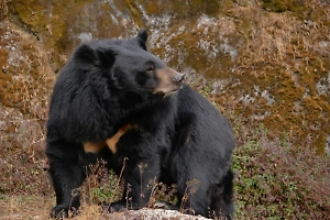 Медведь набросился на людей у скульптуры «Три оленя» в Южно-Сахалинске