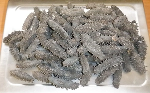 Килограмм трепанга под стельками пытались вывезти из России в Китай двое мужчин