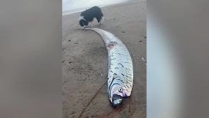 Ещё одну «рыбу Судного дня» выбросило на пляж из морской бездны