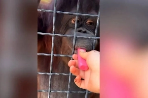 Студентка накурила орангутана вейпом в крымском зоопарке