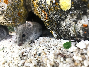 Фонд «Озеро Байкал» запустил масштабный проект по спасению ольхонской полёвки