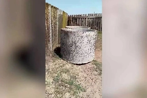 Тысячи вредителей уничтожают посевы: Саранча атаковала российский регион