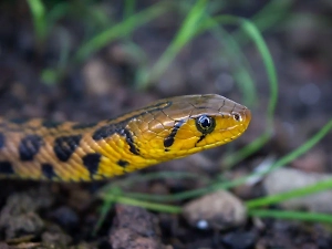 Вернули с того света: В Подмосковье школьница попала в реанимацию после укуса змеи