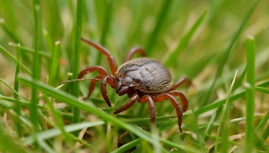 Жительницу Петрозаводска укусил клещ, заражённый сразу тремя инфекциями