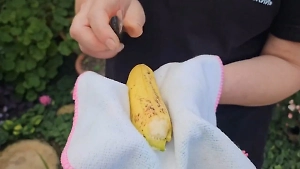 На севере Пермского края собрали первый урожай бананов