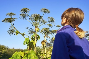 Штрафы, ожоги, слепота: почему борщевик надо уничтожать немедленно