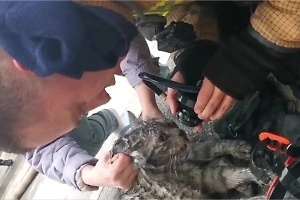 «Давай, маленький, давай»: В ХМАО пожарные вернули к жизни пострадавшего при пожаре кота