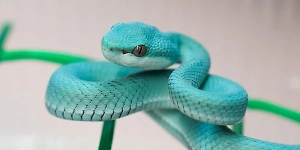 Редкая живородящая змея из Московского зоопарка произвела на свет голубого детёныша
