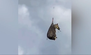 В США домашняя зебра прониклась философией Марти из «Мадагаскара» и сбежала от хозяев