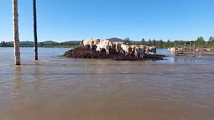 В Якутии коровы забрались на холм, чтобы спастись от наводнения после ливней