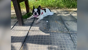 Бульдог Лола умерла в многочасовой пробке на Крымском мосту на глазах у семьи с тремя детьми