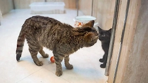 «Второй шанс»: Трёх котов из зоны СВО взяли на службу в Театр Куклачёва