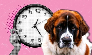 Какие породы собак живут очень мало. Даже не верится, что это — цифры статистики 