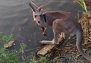 Неугомонный парень: Сбежавший из зоопарка под Ростовом кенгуру Сидней научился плавать