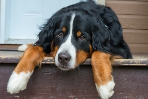Женщина умерла после того, как её ногу облизала собака