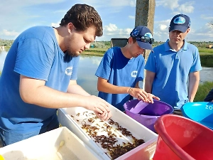 В российском регионе начали выращивать гигантских раков-каннибалов