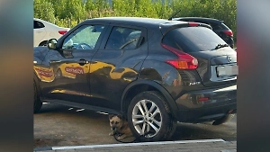 «Даже воды не оставил»: Живодёр из Химок привязал собаку к авто и бросил умирать на жаре