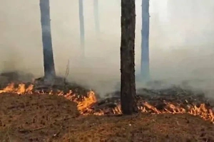 Площадь природного пожара в Крыму увеличилась до 40 га