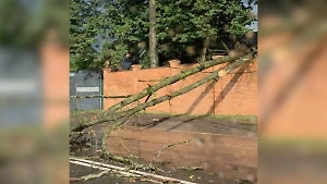 Погодный апокалипсис: Деревья повалило ураганным ветром в Москве и Подмосковье