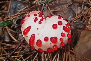 «Кровоточащее сердце»: Россиянин в лесу под Владимиром нашёл удивительный гриб